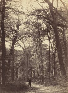 Waldszene, ca. 1865