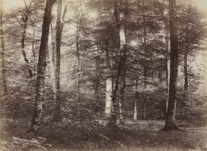Ohne Titel (Der Wald von Fontainebleau)