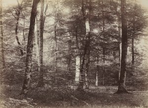 Ohne Titel Der Wald von Fontainbleau, ca. 1874