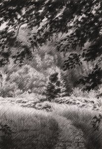 Friedlicher Waldweg