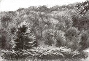 Kiefernwald Zeichnung von Corné Akkers
