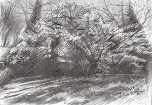 Sonniger Waldweg
