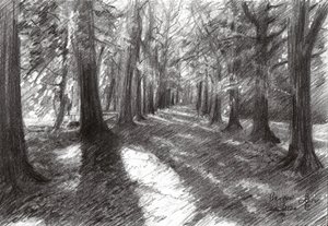 Sonniger Waldweg von Corné Akkers