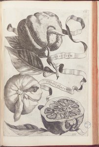 Gehörnte Orange, Tafel 409 aus "Hesperides sive de Malorum Aureorum Cultura et Usu Libri Quatuor" von Giovanni Battista Ferrari, 1646