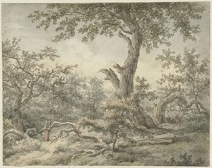 Waldlandschaft
