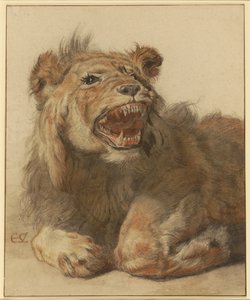 Ein fauchender Löwe