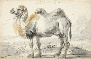 Ein Kamel