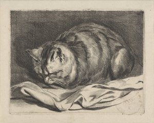 Kleine Katze