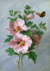 Hibiskus an einer Marmorkante von Cornelis van Spaendonck