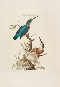Nederlandsche vogelen: volgens hunne huishouding, aert, en eigenschappen, 1770-1829