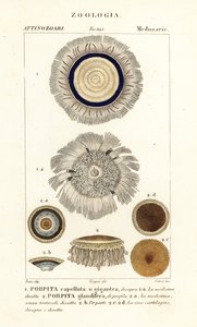 Blauer Knopf, Porpita porpita 1,2 von Corsi Corsi