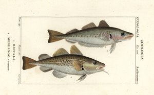 Kabeljau, Gadus morhua, Baccala und Wittling, Merlangius merlangus, Merlango comune