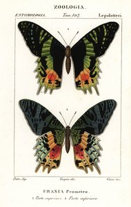Ostafrikanischer Sonnenuntergangsfalter, Chrysiridia croesus