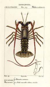 Europäischer Langusten, Palinurus elephas von Corsi Corsi