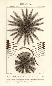 Federstern, Oligometrides adeonae, Comatula adeonae von Corsi Corsi