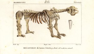 Fossiles Skelett des Riesenfaultiers, Megatherium americanum von Corsi Corsi
