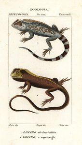 Lyreshead-Eidechse, Lyriocephalus scutatus 1 und Taucheidechse oder Mophead-Iguana, Uranoscodon superciliosus 2 von Corsi Corsi