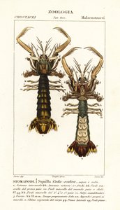 Fangschreckenkrebs, Lysiosquilla scabricauda von Corsi Corsi