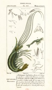 Narwalgarnele, Leptostracan und Mysidengarnele von Corsi Corsi