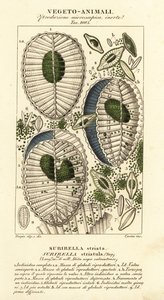 Plankton, Surirella striatula, Surirella striata von Corsi Corsi