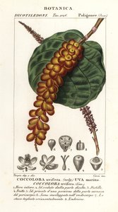 Meerestraube, Coccoloba uvifera von Corsi Corsi