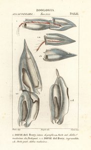 Siphonophoren, Diphyes dispar, Diphyes boryi, Difie del Bory