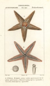 Seestern, Asterias rubens von Corsi Corsi