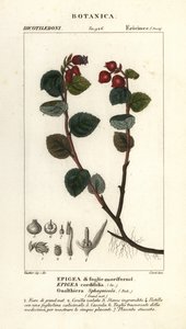 Teebeere, Gaultheria domingensis von Corsi Corsi