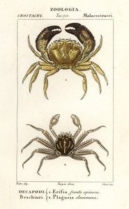 Warzige Krabbe und Flachkrabbe von Corsi Corsi