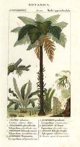 Westindischer Baumfarn, Cyathea arborea, Weinrebenfarn, Microgramma piloselloides, anmutiger Farn, Niphidium crassifolium, grober Quastenfarn, Huperzia phlegmaria, Hirschhorn-Bärlapp, Lycopodiella cernua, Wasser-Schachtelhalm von Corsi Corsi