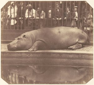 Das Nilpferd im Zoologischen Garten, Regent