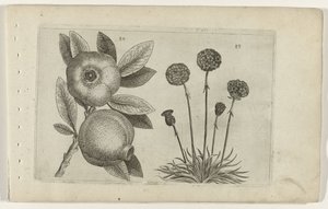 Granatapfel und Englisches Gras von Crispijn van de Passe (I) (attributed to)