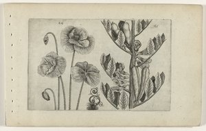 Großer Klatschmohn und Gartenbohne