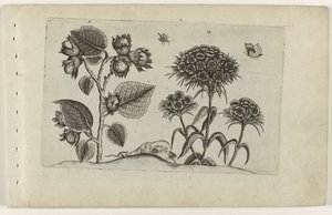 Haselzweig und Tausendschön
