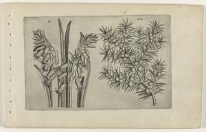 Hyazinthe und Wacholder von Crispijn van de Passe (I) (attributed to)