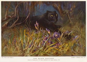 Der schwarze Panther