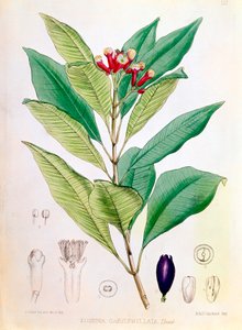 Gewürznelke, Blütenknospe von Syzygium aromaticum Eugenia carophyllata