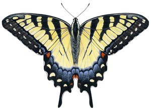 Tiger-Schwalbenschwanz-Schmetterling von Damstra Emily