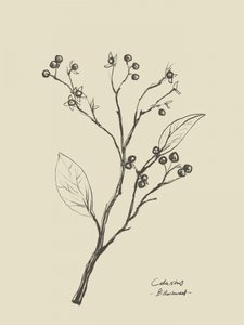 Floral 2 von Dan Hobday