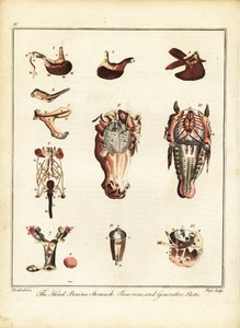 Anatomie eines Pferdes. 1792