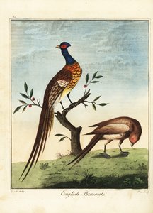 Englische Fasane, männlich und weiblich. 1792 (Gravur) von Daniel (after) Dodd