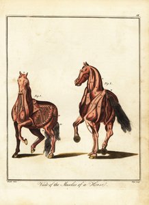 Muskulatur eines Pferdes. 1792 von Daniel (after) Dodd