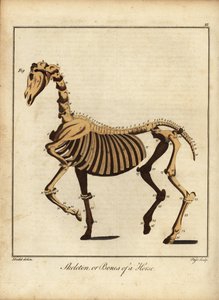 Skelett oder Knochen eines Pferdes. 1792 von Daniel (after) Dodd