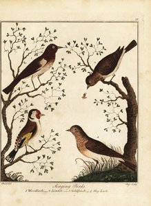 Singvögel: Heidelerche, Hänfling, Stieglitz, Feldlerche. 1792 von Daniel (after) Dodd