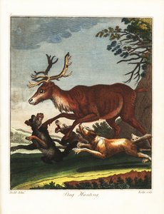 Hirschjagd