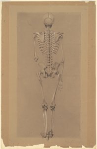 Rückansicht eines Skeletts