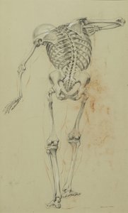 Skelettstudie, ca. 1848