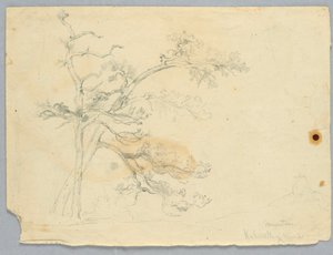 Studie von zwei Kiefern, Catskill Mountains