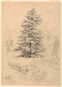 Studie einer Schierling, North Conway, New Hampshire