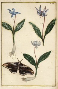 Hundszahnlilie oder Hundszahnveilchen, Erythronium dens-canis, und Motte